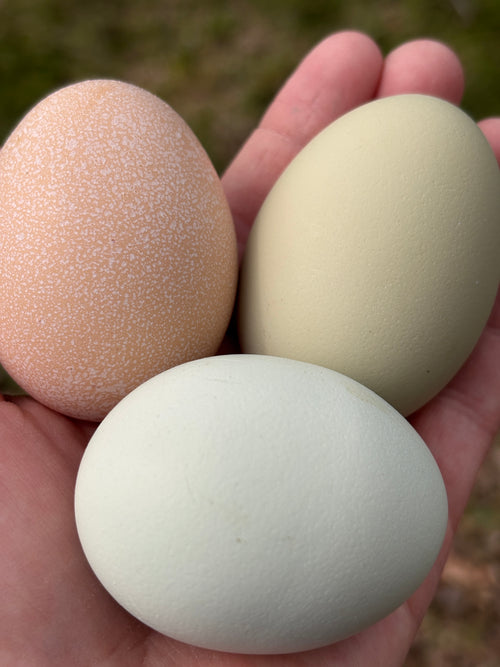 Chicken eggs