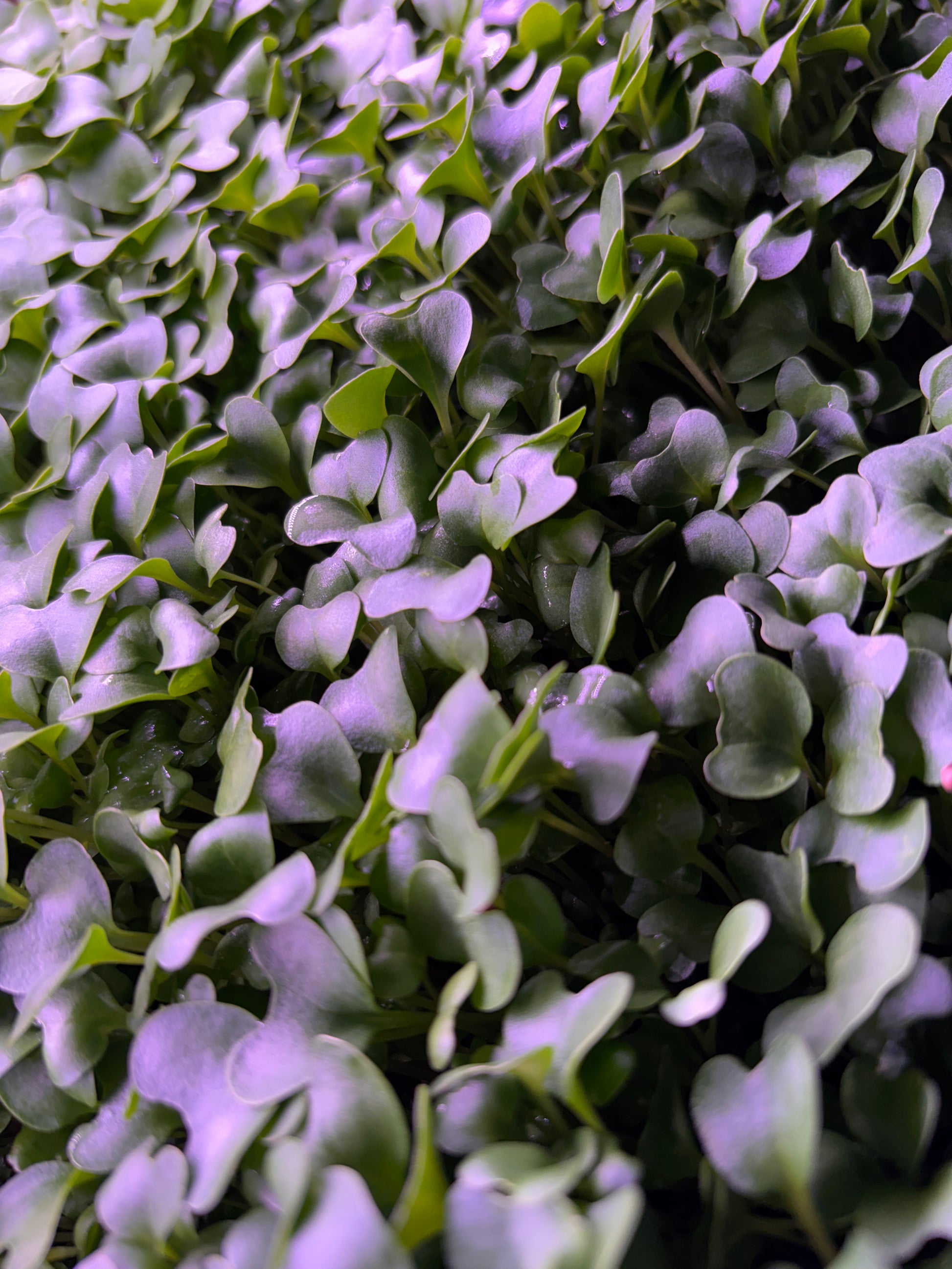 Broccoli Microgreens