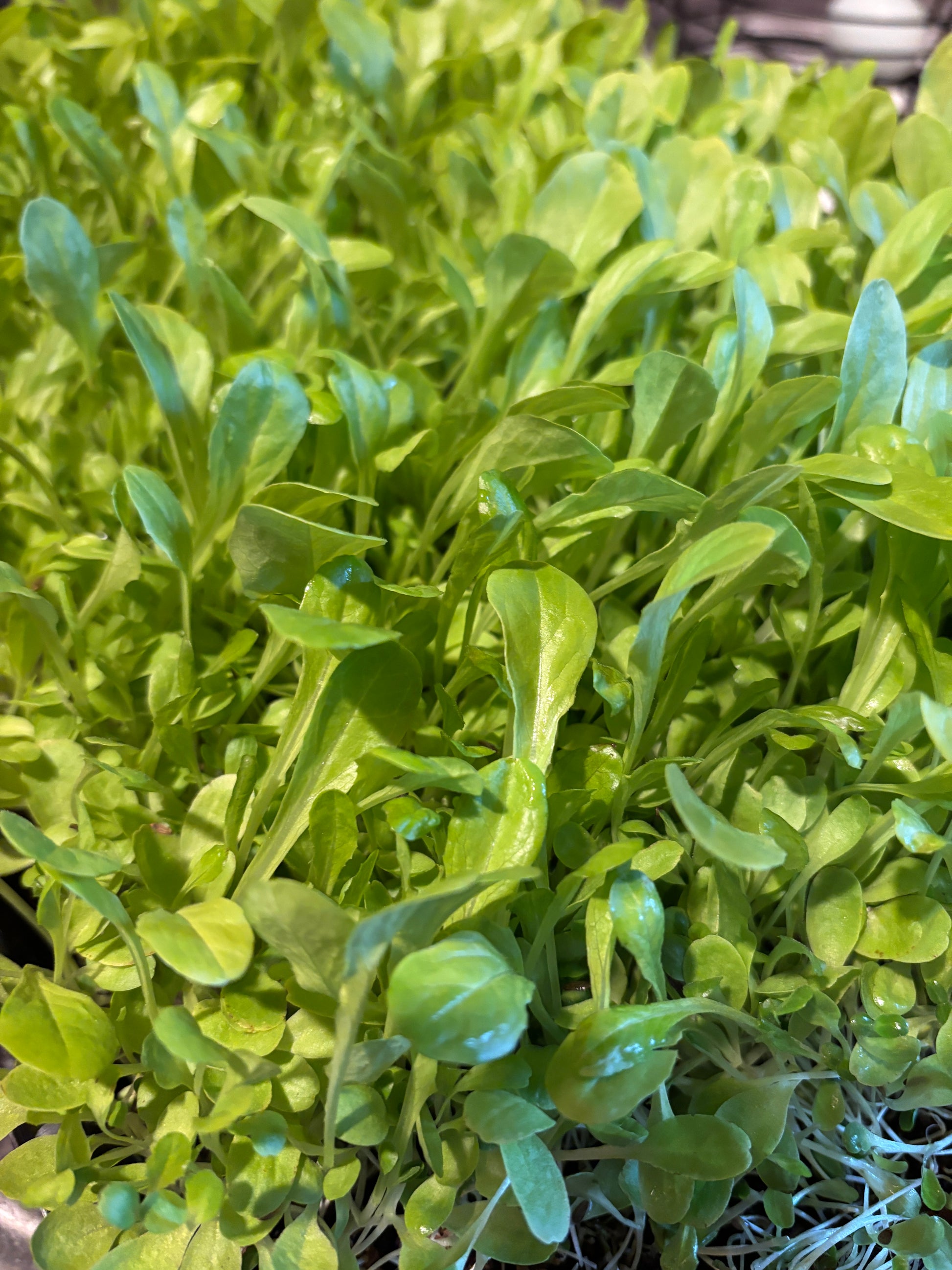 Salad Bowl Lettuce Microgreens