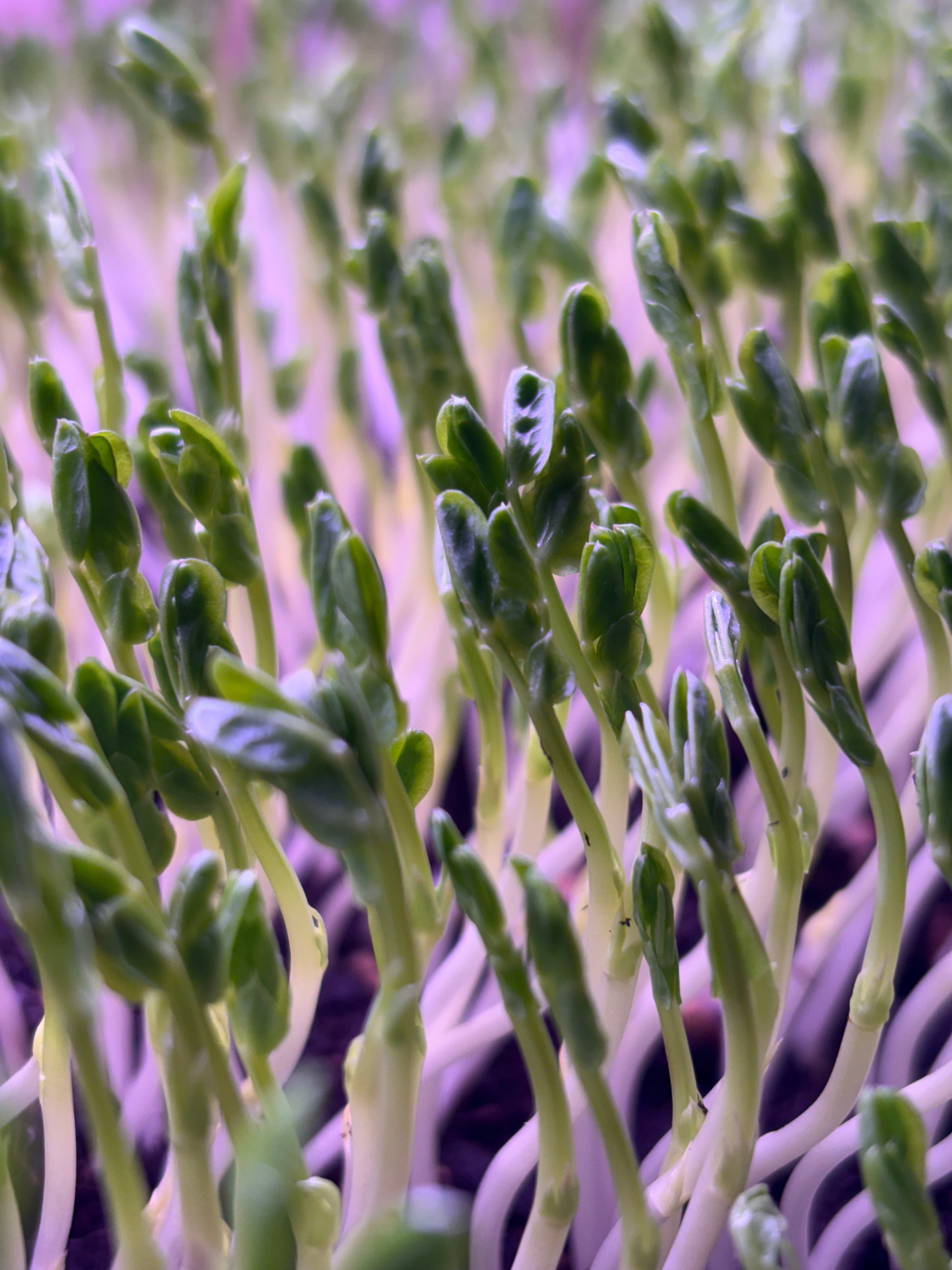 Pea Shoots Microgreens