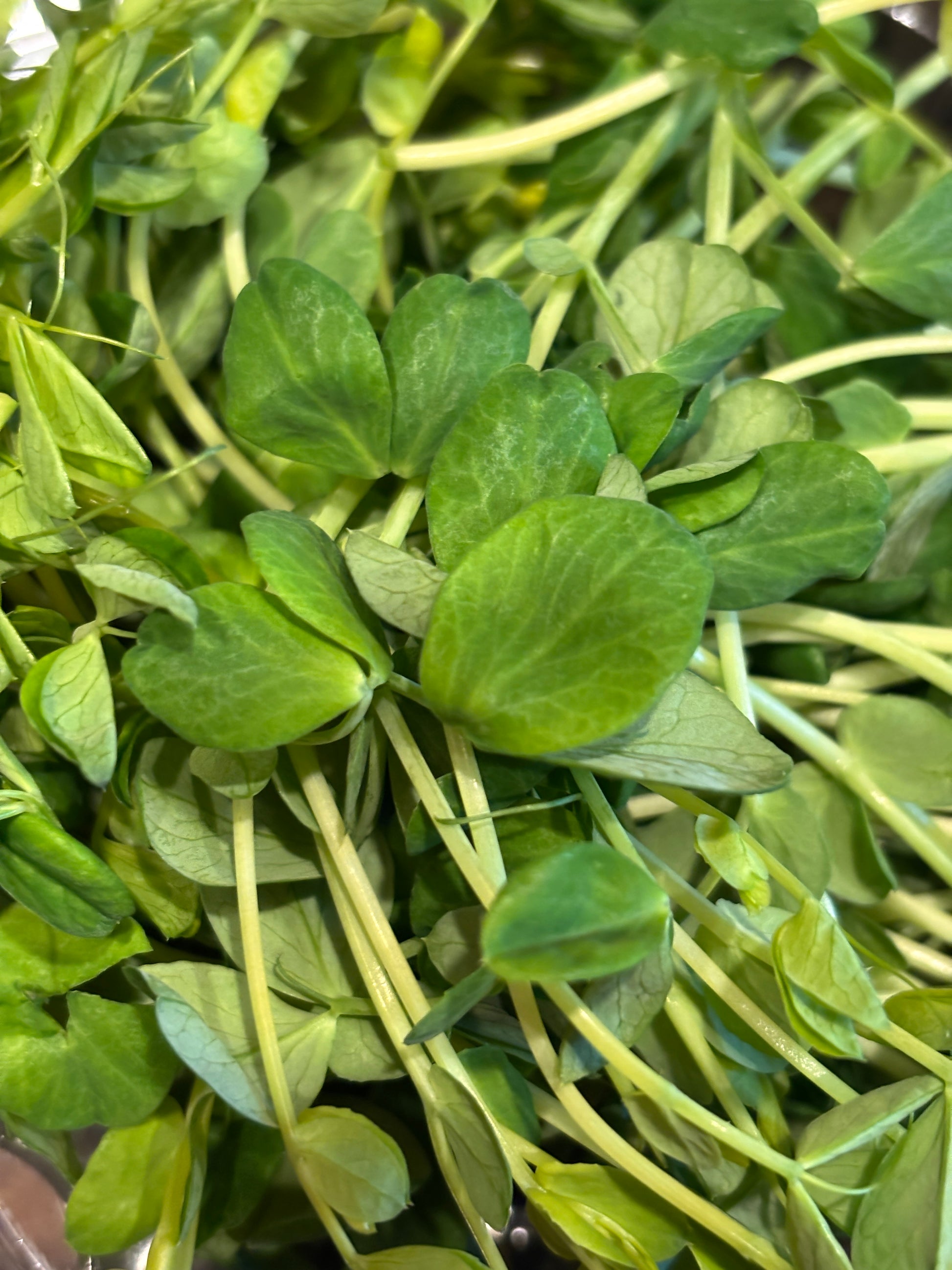 Pea Shoots Microgreens