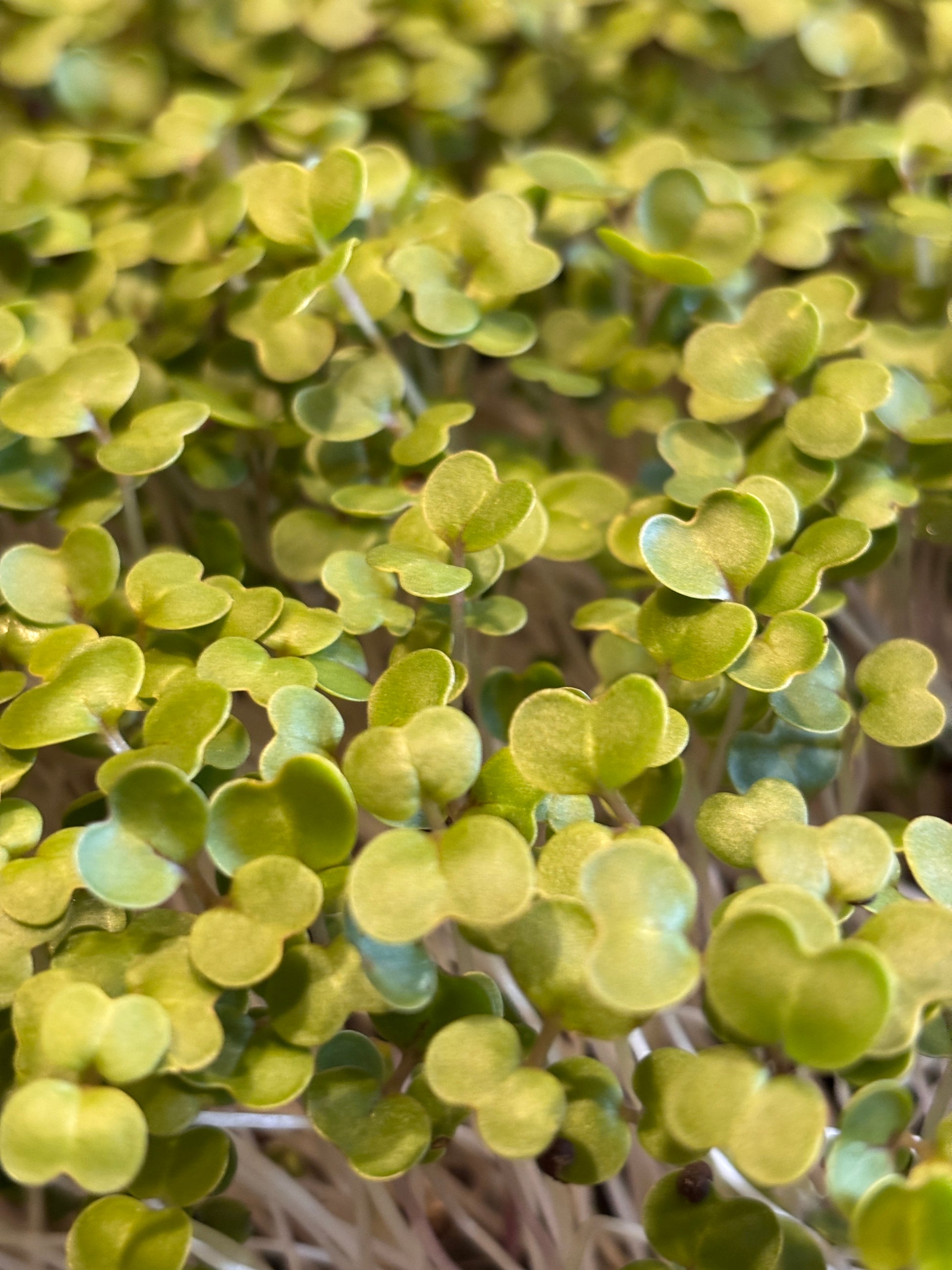 Kale Microgreens