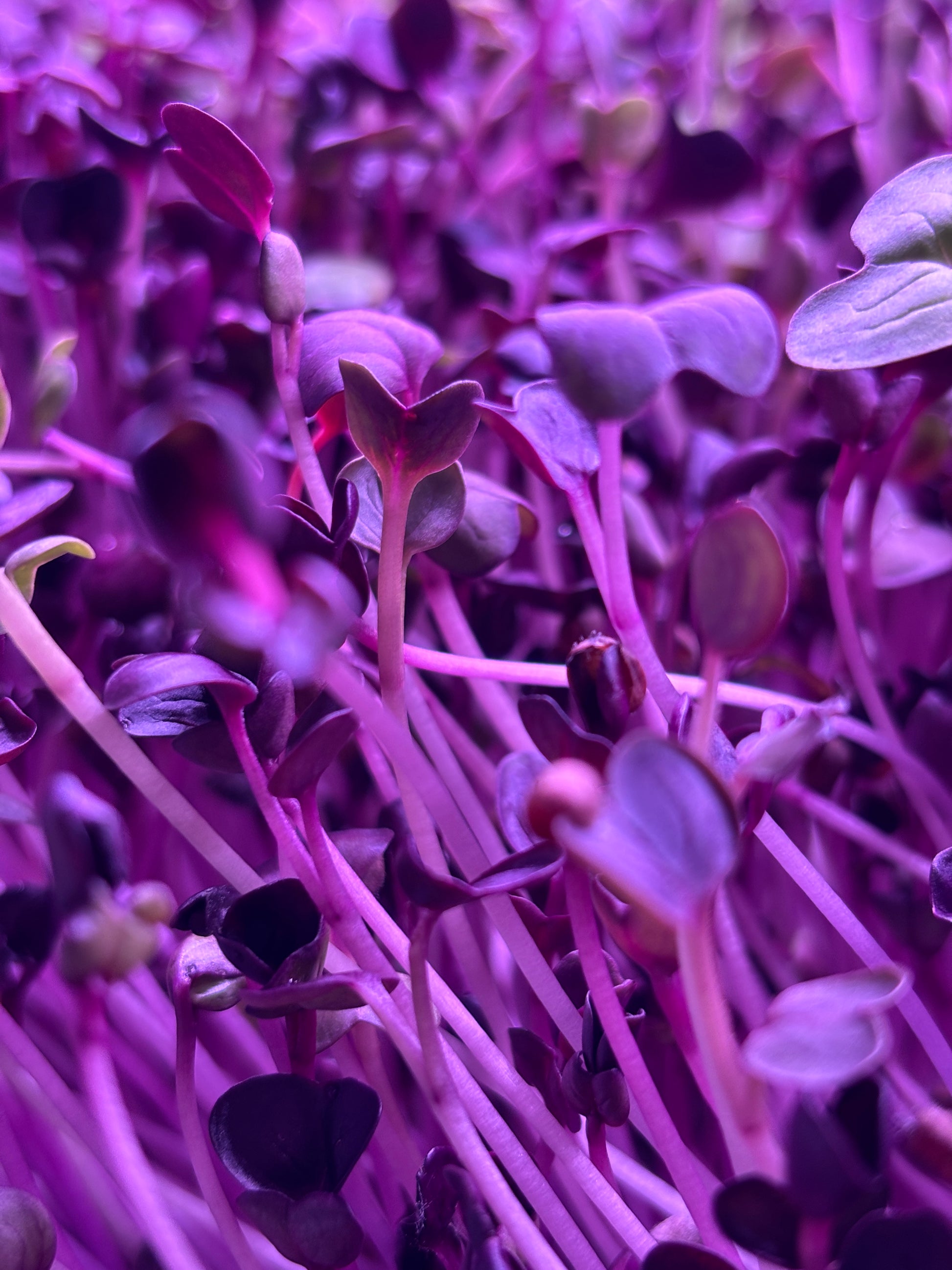 Radish Microgreens