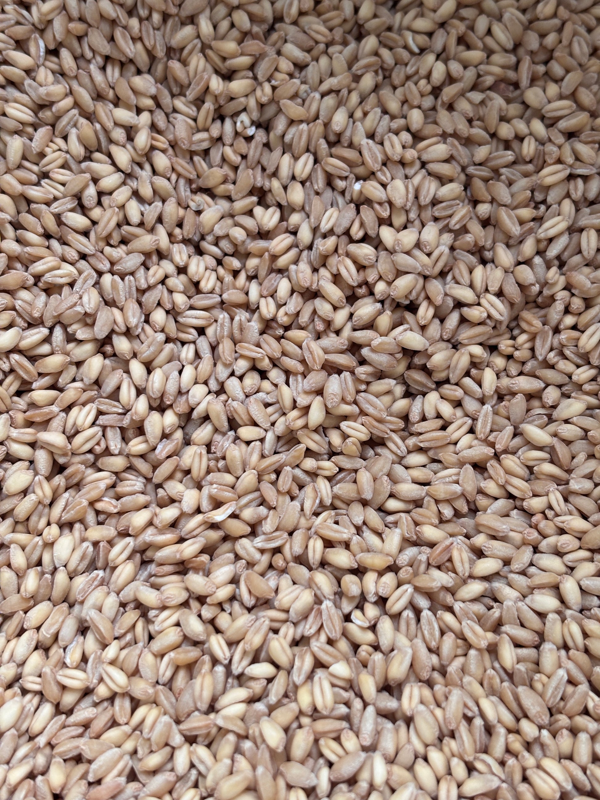 Fresh-Milled Whole Wheat Flour-Soft White Wheat