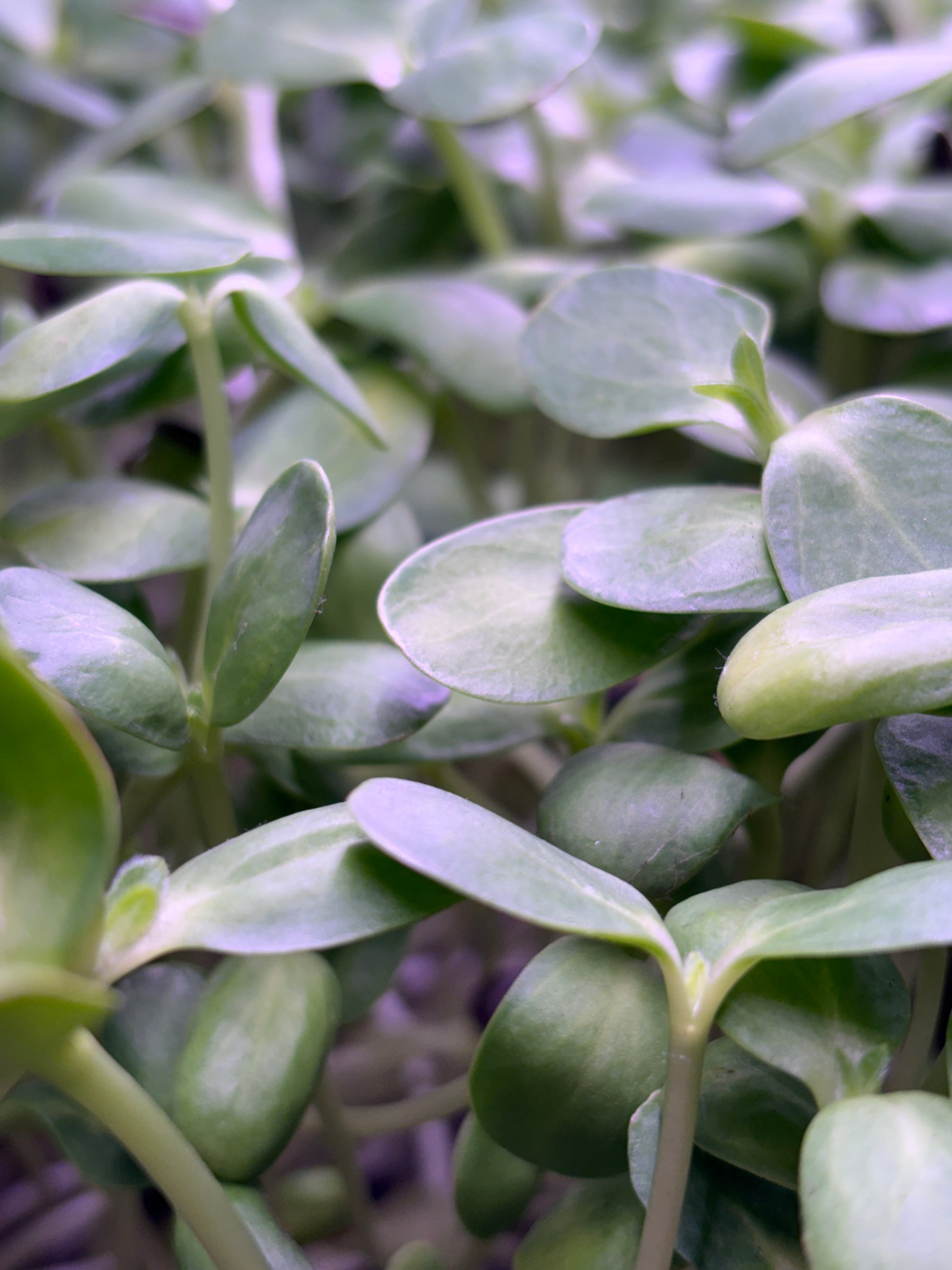 Sunflower Microgreens