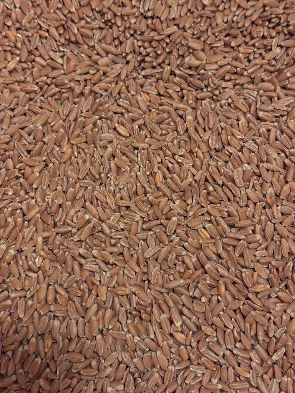 Fresh-Milled Whole Wheat Flour-Spelt