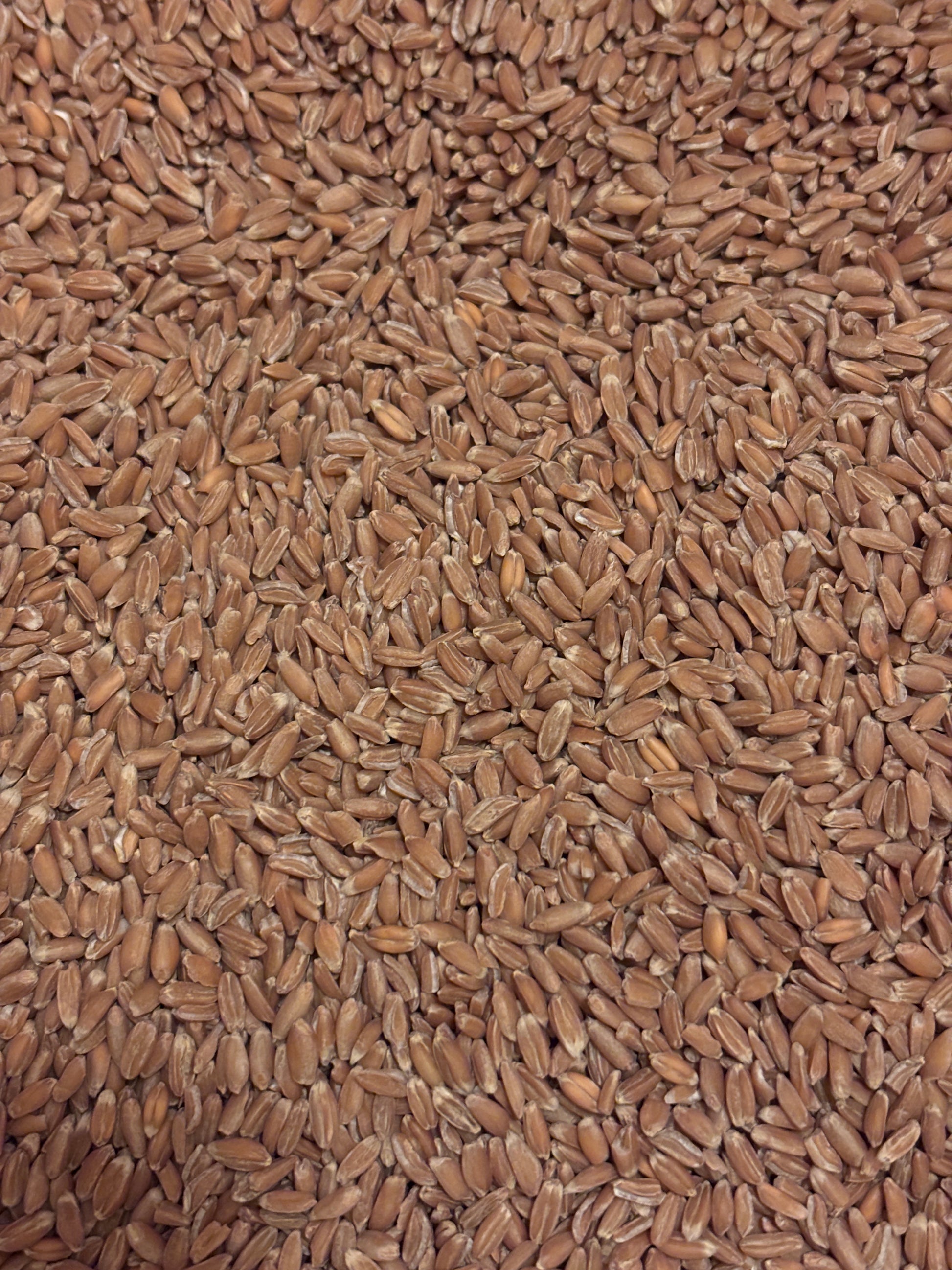 Fresh-Milled Whole Wheat Flour-Spelt