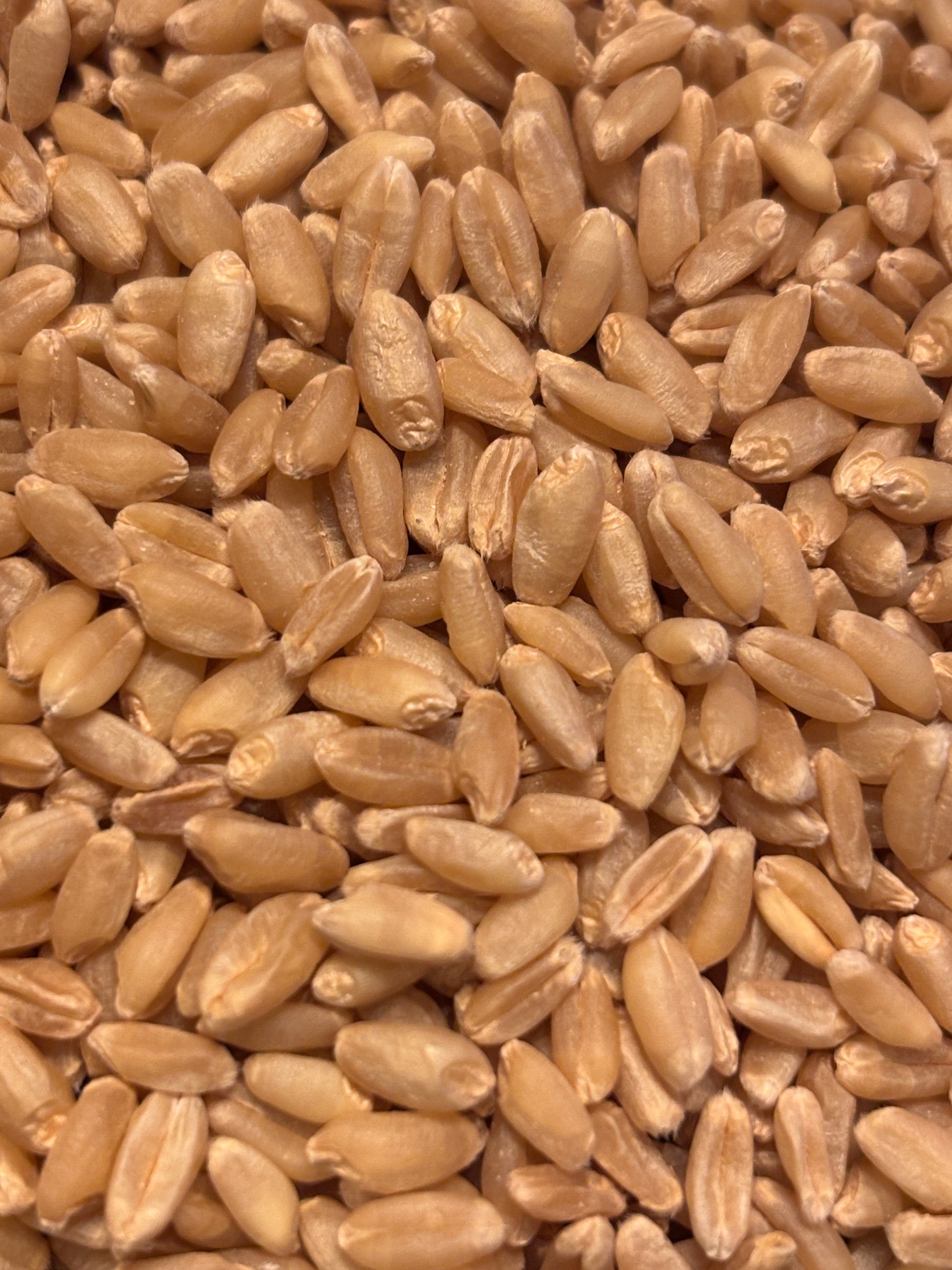 Fresh-Milled Whole Wheat Flour-Hard red Wheat (Copy)