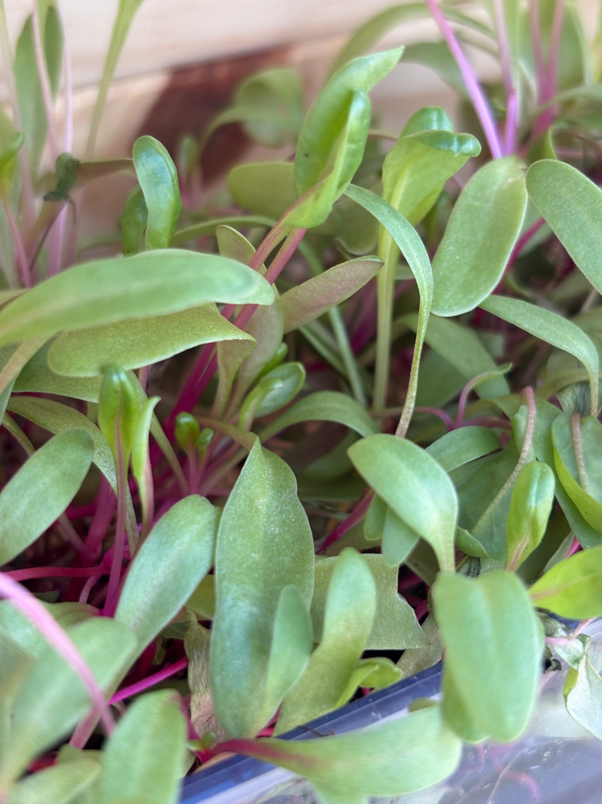 Swiss Chard Microgreens
