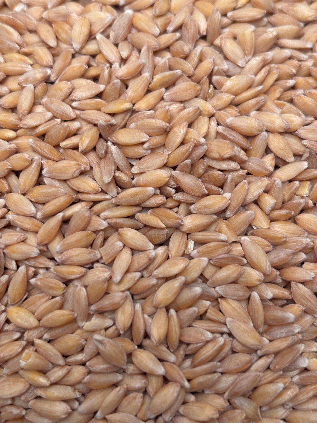 Organic Fresh milled whole wheat flour